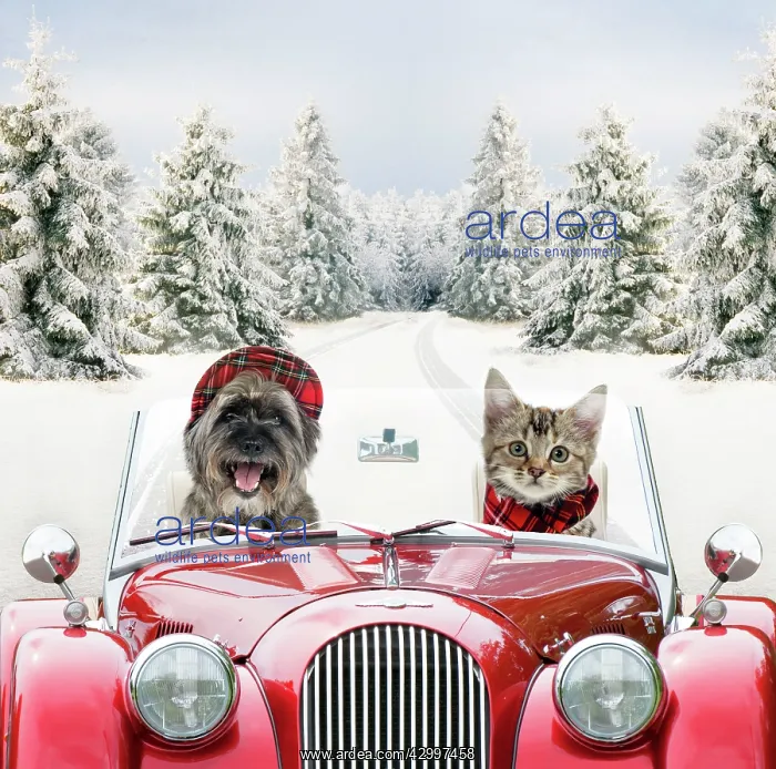 : Dog & Cat - driving car through snowy scene : Dog & Cat - driving car through snowy scene