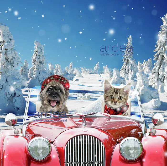 : Dog & Cat - driving car through winter snow scene : Dog & Cat - driving car through winter snow scene