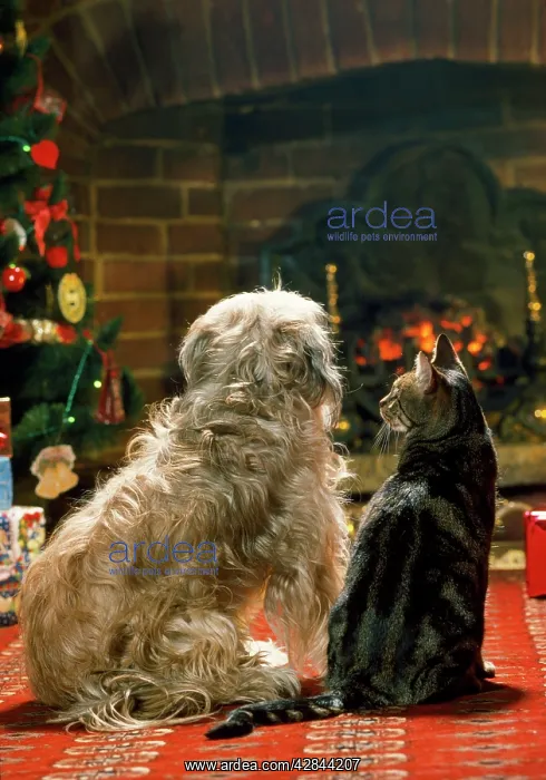 : Dog & Cat - in front of fire at Christmas : Dog & Cat - in front of fire at Christmas