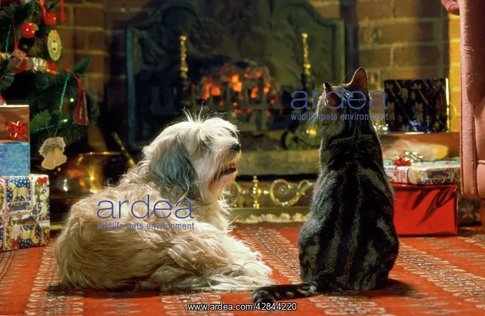 : Dog & Cat - in front of fire at Christmas : Dog & Cat - in front of fire at Christmas