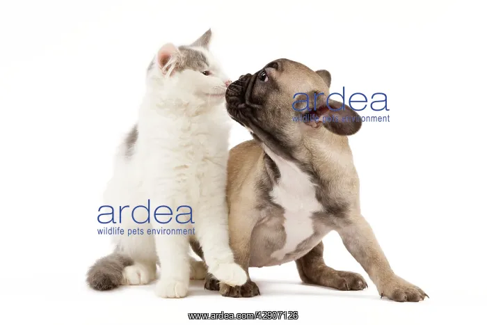  : Dog & Cat - French Bulldog puppy in studio with kitten