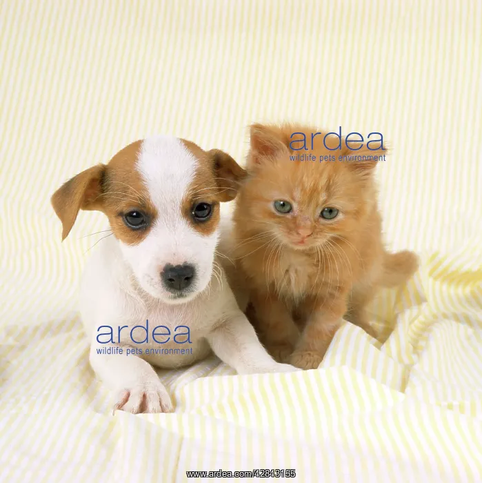 : DOG AND CAT - Ginger kitten and Jack Russell Terrier puppy : DOG AND CAT - Ginger kitten and Jack Russell Terrier puppy