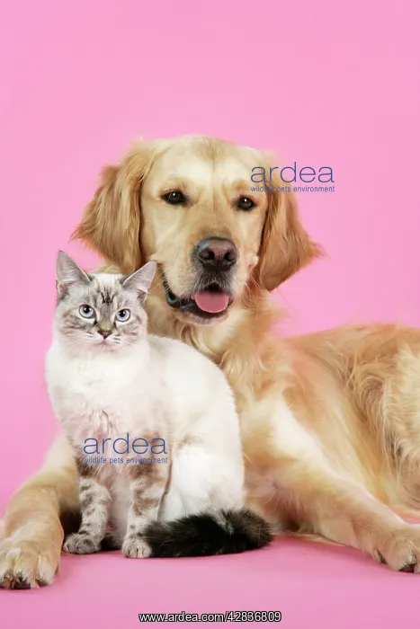 : Dog and Cat - Golden Retriever and cat : Dog and Cat - Golden Retriever and cat