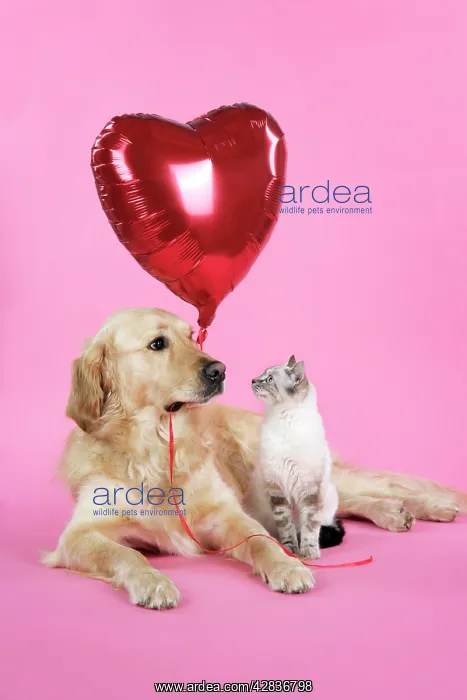 : Dog and Cat - Golden Retriever and cat with heart balloon : Dog and Cat - Golden Retriever and cat with heart balloon