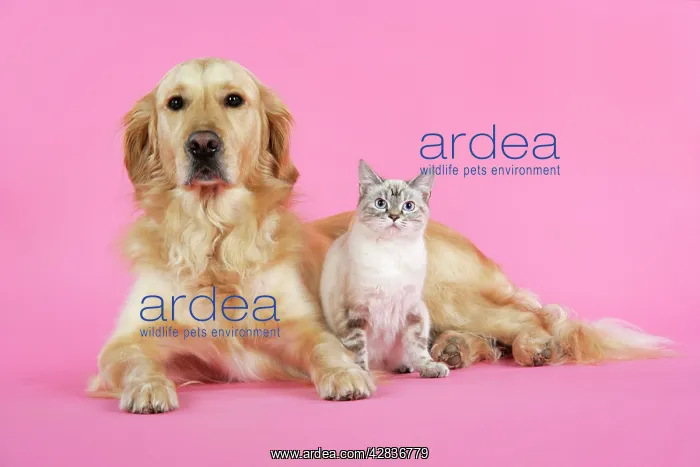 : Dog and Cat - Golden Retriever and cat lying down : Dog and Cat - Golden Retriever and cat lying down