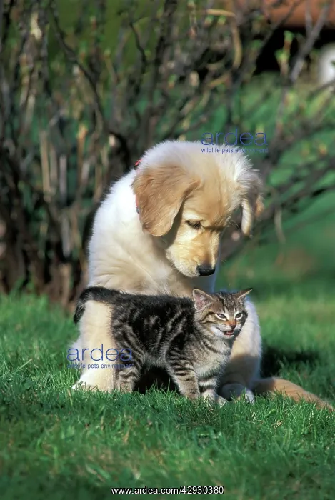 : Dog & Cat - Golden Retriever puppy and tabby Kitten : Dog & Cat - Golden Retriever puppy and tabby Kitten