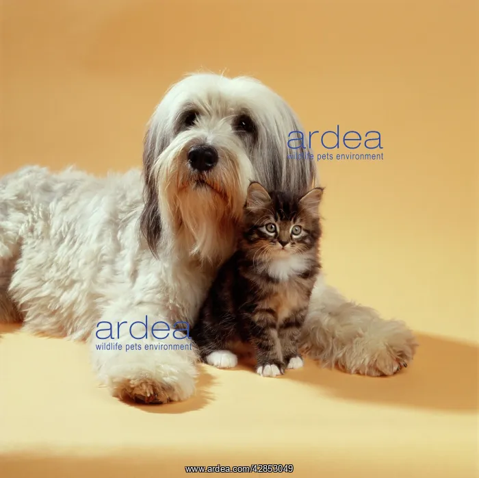 : DOG & Cat - Kitten sitting between dog's legs : DOG & Cat - Kitten sitting between dog's legs