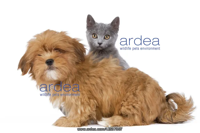 : Dog and Cat - Lhasa Apso puppy and Chartreux kitten : Dog and Cat - Lhasa Apso puppy and Chartreux kitten