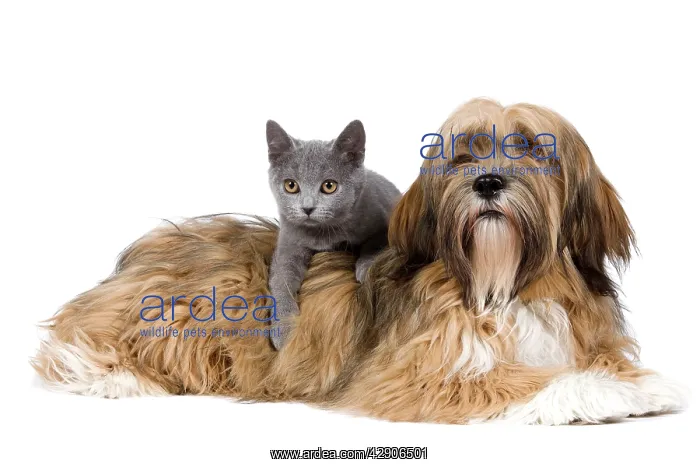 : Dog & Cat - Lhasa Apso in studio with Chartreux kitten : Dog & Cat - Lhasa Apso in studio with Chartreux kitten