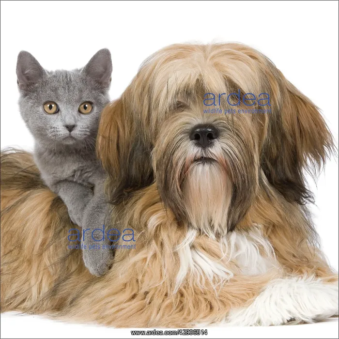 : Dog & Cat - Lhasa Apso in studio with Chartreux kitten : Dog & Cat - Lhasa Apso in studio with Chartreux kitten