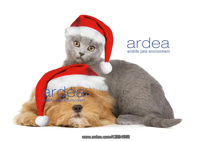 : Dog & Cat - Lhassa Apso puppy with Chartreux Kitten : Dog & Cat - Lhassa Apso puppy with Chartreux Kitten