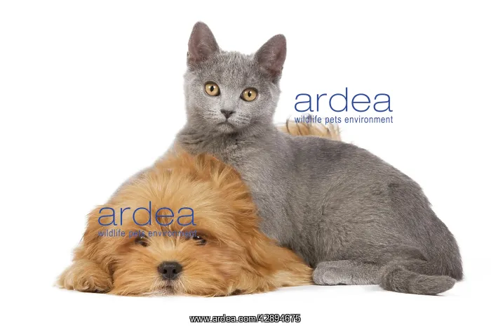 : Dog & Cat - Lhassa Apso puppy with Chartreux Kitten : Dog & Cat - Lhassa Apso puppy with Chartreux Kitten