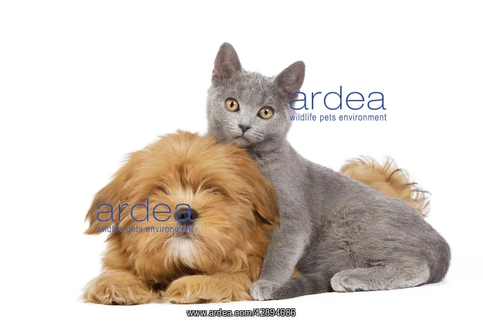 : Dog & Cat - Lhassa Apso puppy with Chartreux Kitten : Dog & Cat - Lhassa Apso puppy with Chartreux Kitten