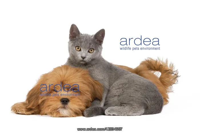 : Dog & Cat - Lhassa Apso puppy with Chartreux Kitten : Dog & Cat - Lhassa Apso puppy with Chartreux Kitten