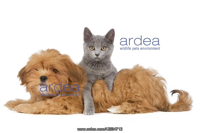 : Dog & Cat - Lhassa Apso puppy with Chartreux Kitten : Dog & Cat - Lhassa Apso puppy with Chartreux Kitten