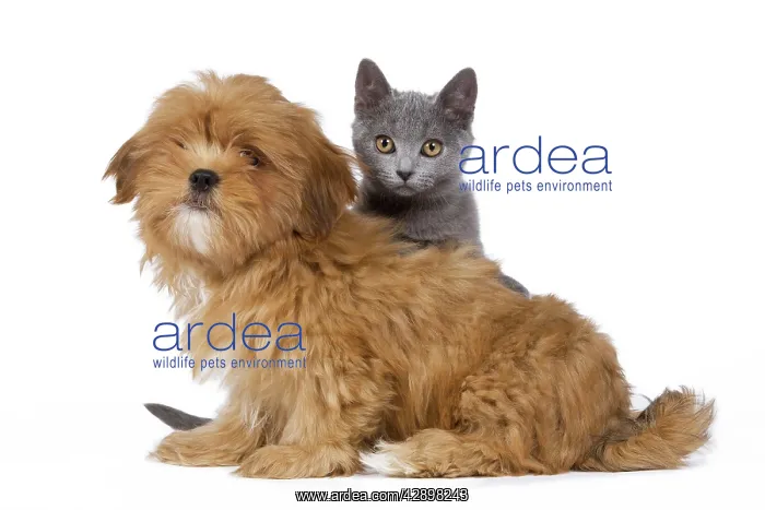 : Dog & Cat - Lhassa Apso puppy with Chartreux Kitten : Dog & Cat - Lhassa Apso puppy with Chartreux Kitten