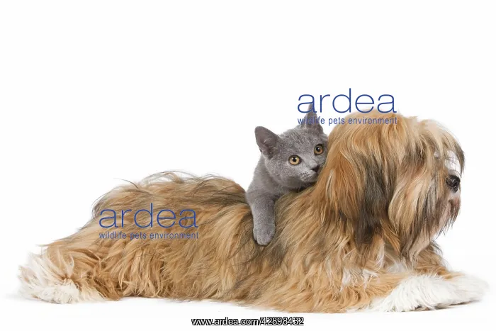 : Dog & Cat - Lhassa Apso puppy with Chartreux Kitten : Dog & Cat - Lhassa Apso puppy with Chartreux Kitten