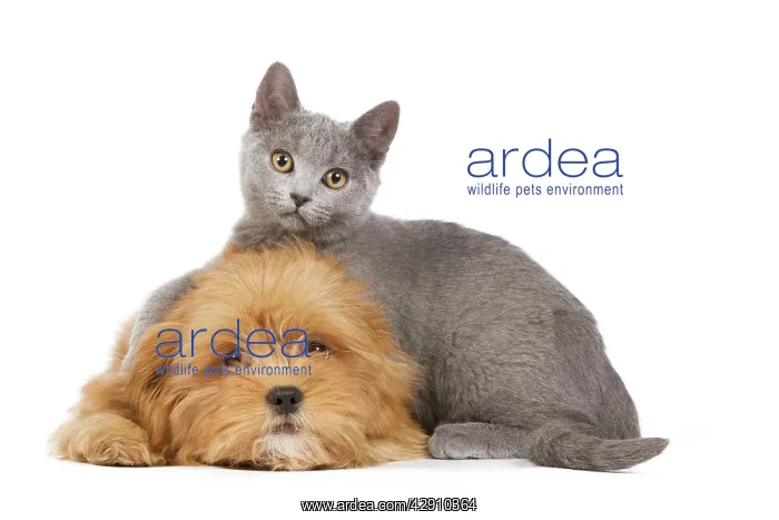 : Dog & Cat - Lhassa Apso puppy with Chartreux Kitten : Dog & Cat - Lhassa Apso puppy with Chartreux Kitten