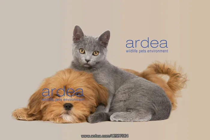 : Dog & Cat - Lhassa Apso puppy with Chartreux Kitten : Dog & Cat - Lhassa Apso puppy with Chartreux Kitten