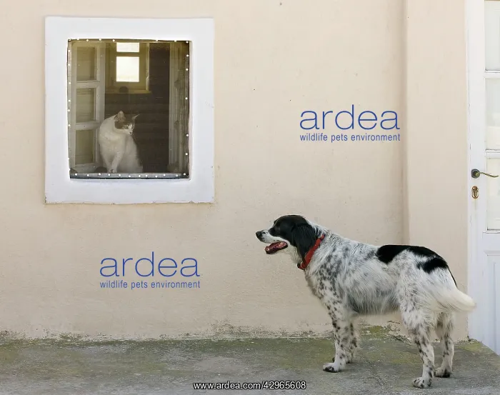 : Dog - with Cat looking on from window - Stray : Dog - with Cat looking on from window - Stray