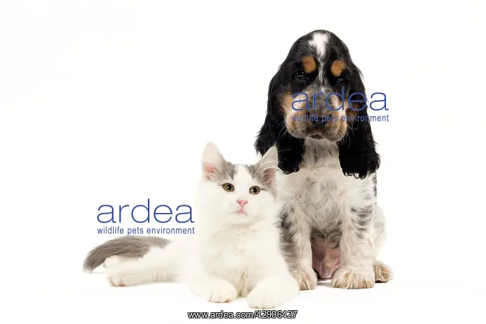 : Dog & Cat - Norwegian kitten and English cocker : Dog & Cat - Norwegian kitten and English cocker