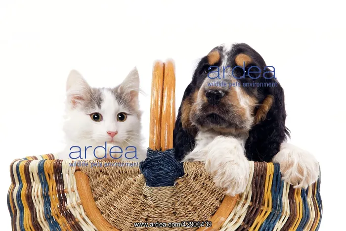: Dog & Cat - Norwegian kitten and English cocker : Dog & Cat - Norwegian kitten and English cocker