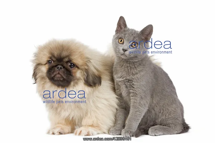 : Dog & Cat - Pekingese puppy in studio with Chartreux kitten : Dog & Cat - Pekingese puppy in studio with Chartreux kitten