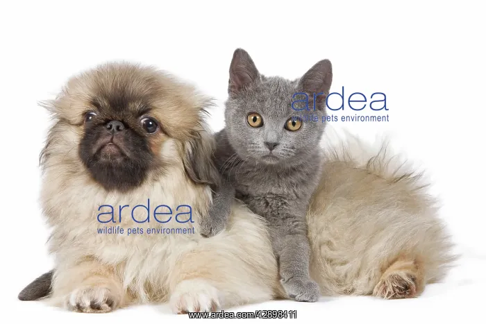 : Dog & Cat - Pekingese puppy in studio with Chartreux kitten : Dog & Cat - Pekingese puppy in studio with Chartreux kitten