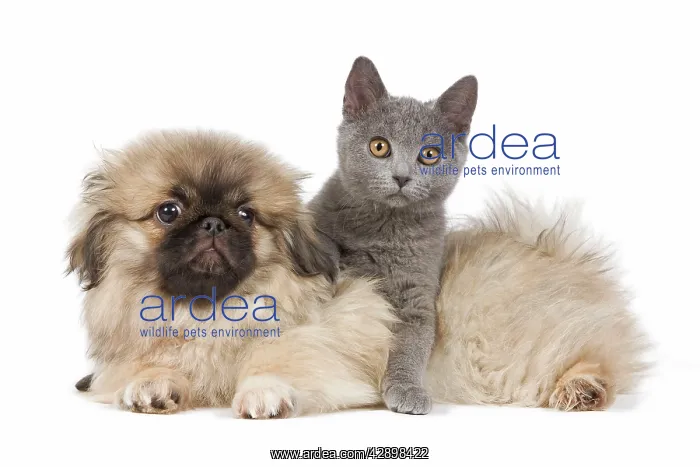 : Dog & Cat - Pekingese puppy in studio with Chartreux kitten : Dog & Cat - Pekingese puppy in studio with Chartreux kitten