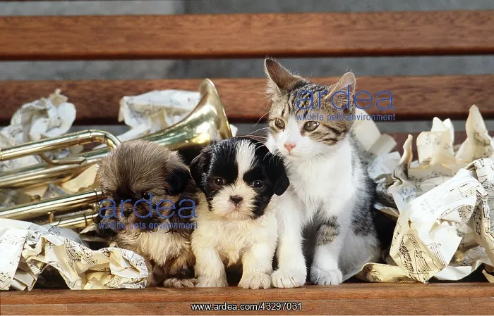 : DOG and CAT - puppies x two with a kitten in sheet : DOG and CAT - puppies x two with a kitten in sheet