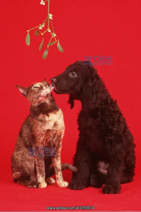 : DOG & CAT - Puppy and Cat under Mistletoe : DOG & CAT - Puppy and Cat under Mistletoe