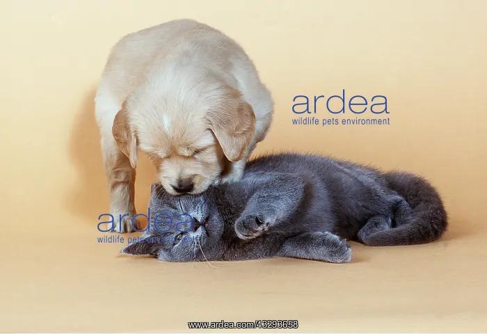 : DOG & CAT - PUPPY AND KITTEN : DOG & CAT - PUPPY AND KITTEN