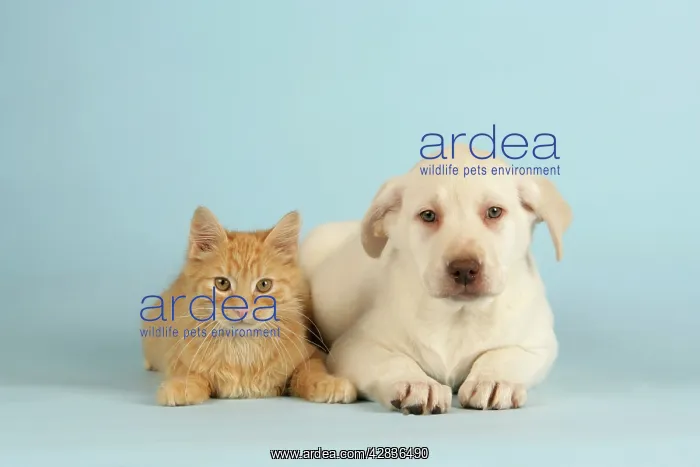 : Dog and Cat - puppy & kitten lying down together : Dog and Cat - puppy & kitten lying down together