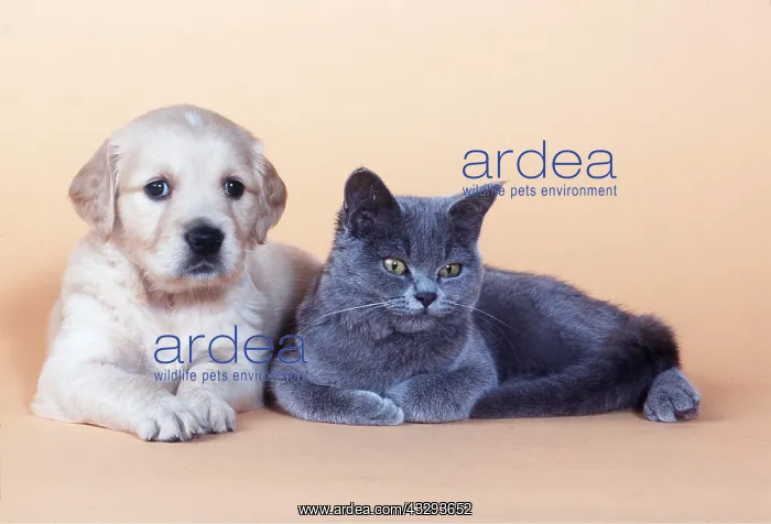 : DOG and CAT - puppy and kitten lying : DOG and CAT - puppy and kitten lying