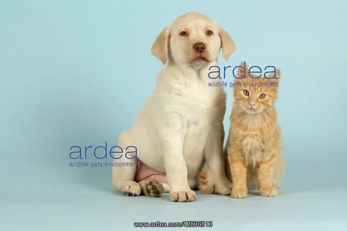 : Dog and Cat - puppy & kitten sitting down together : Dog and Cat - puppy & kitten sitting down together