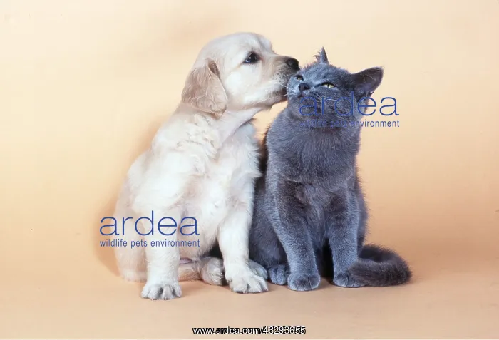 : DOG and CAT - puppy licking kitten : DOG and CAT - puppy licking kitten