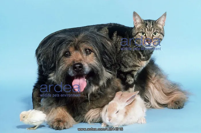 : Dog & cat & rabbit & chick : Dog & cat & rabbit & chick