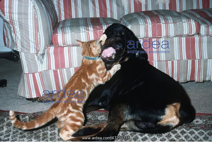 : DOG and CAT - Rottweiler licking cat : DOG and CAT - Rottweiler licking cat