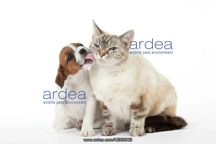 : DOG & CAT - Seal Point Cat sitting with Parsons : DOG & CAT - Seal Point Cat sitting with Parsons