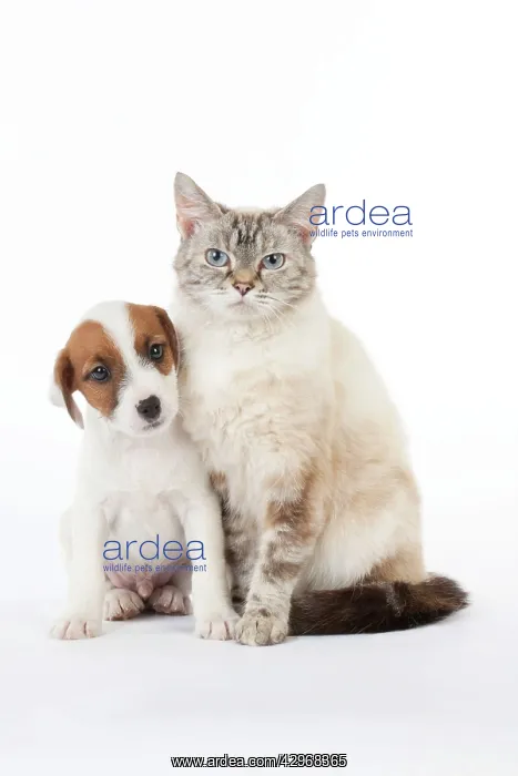 : DOG & CAT - Seal Point Cat sitting with Parsons : DOG & CAT - Seal Point Cat sitting with Parsons
