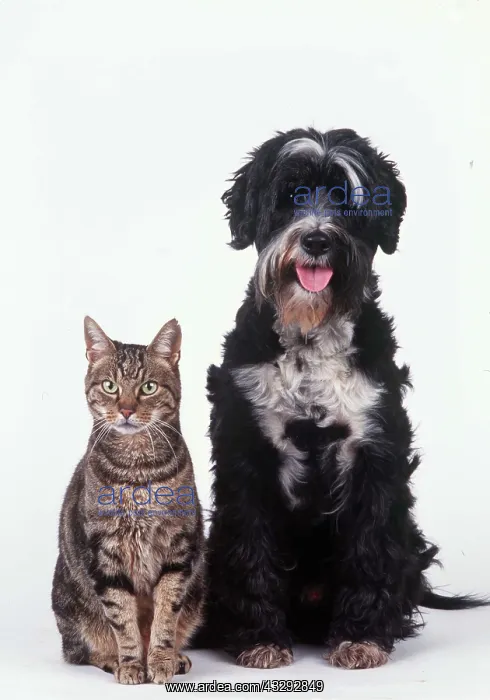: DOG & CAT - sitting : DOG & CAT - sitting