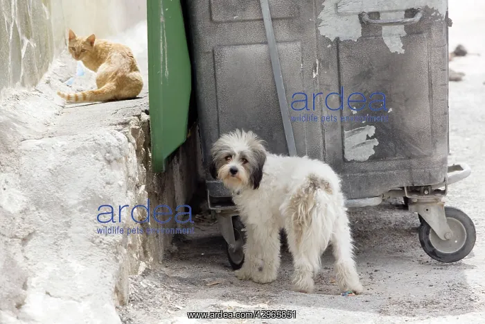 : Dog - with Cat - Stray : Dog - with Cat - Stray