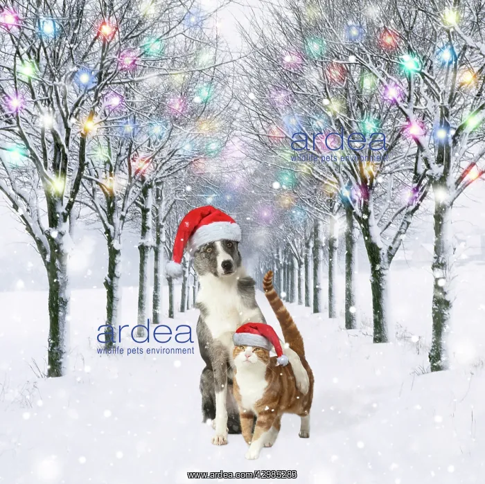 : Dog and Cat wearing Christmas hats in tree-lined : Dog and Cat wearing Christmas hats in tree-lined