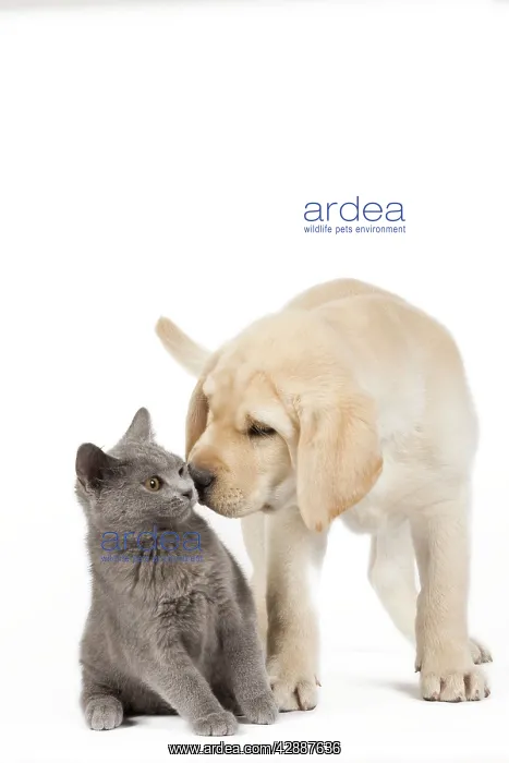 : Dog and Cat - Yellow Labrador puppy with Chartreux kitten : Dog and Cat - Yellow Labrador puppy with Chartreux kitten