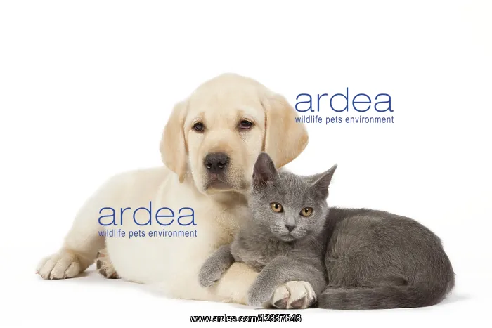 : Dog and Cat - Yellow Labrador puppy with Chartreux kitten : Dog and Cat - Yellow Labrador puppy with Chartreux kitten