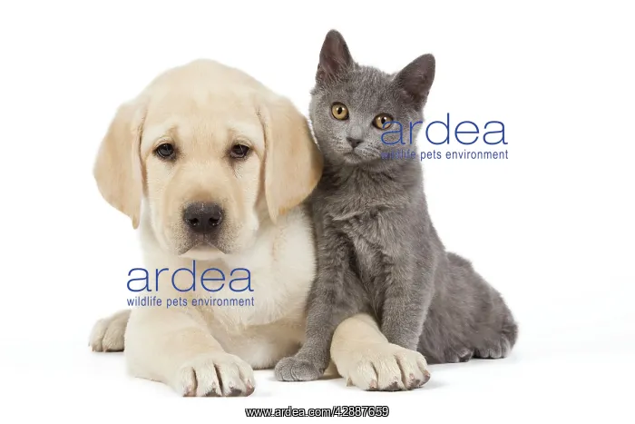 : Dog and Cat - Yellow Labrador puppy with Chartreux kitten