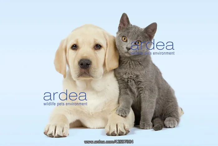 : Dog and Cat - Yellow Labrador puppy with Chartreux kitten : Dog and Cat - Yellow Labrador puppy with Chartreux kitten