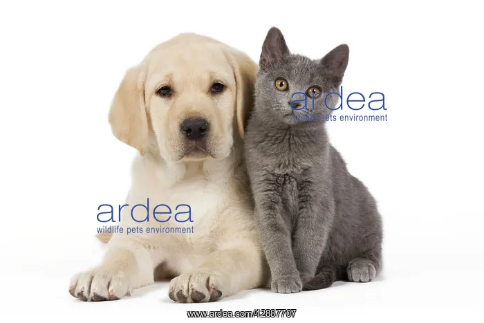  : Dog and Cat - Yellow Labrador puppy with Chartreux kitten