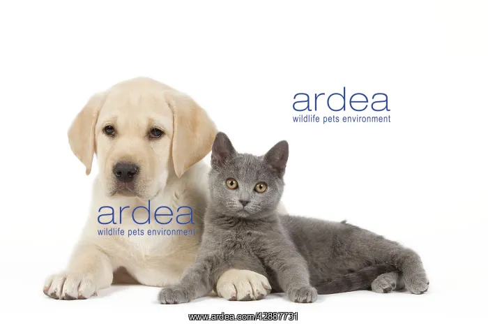 : Dog and Cat - Yellow Labrador puppy with Chartreux kitten : Dog and Cat - Yellow Labrador puppy with Chartreux kitten
