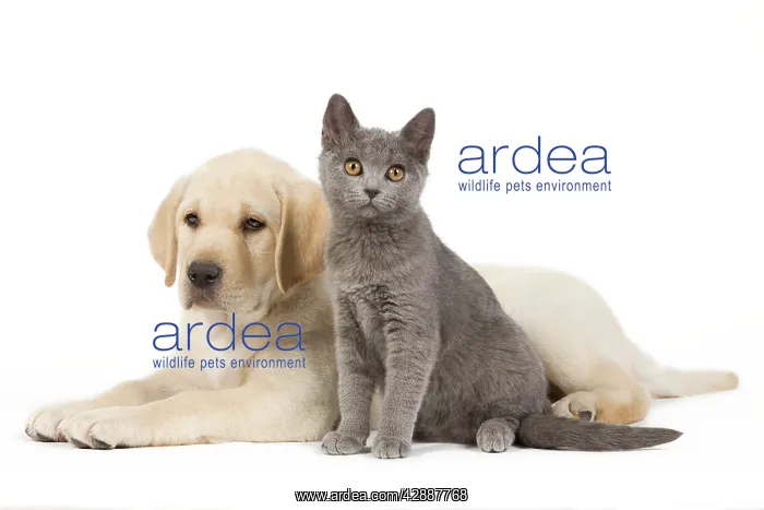  : Dog and Cat - Yellow Labrador puppy with Chartreux kitten